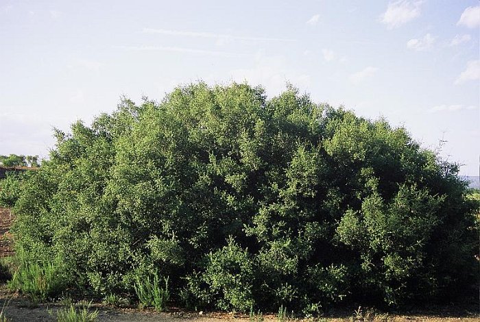 Quercus coccifera